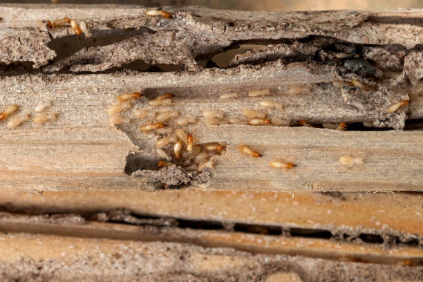 Best Ant Control Services  in La Habra, CA